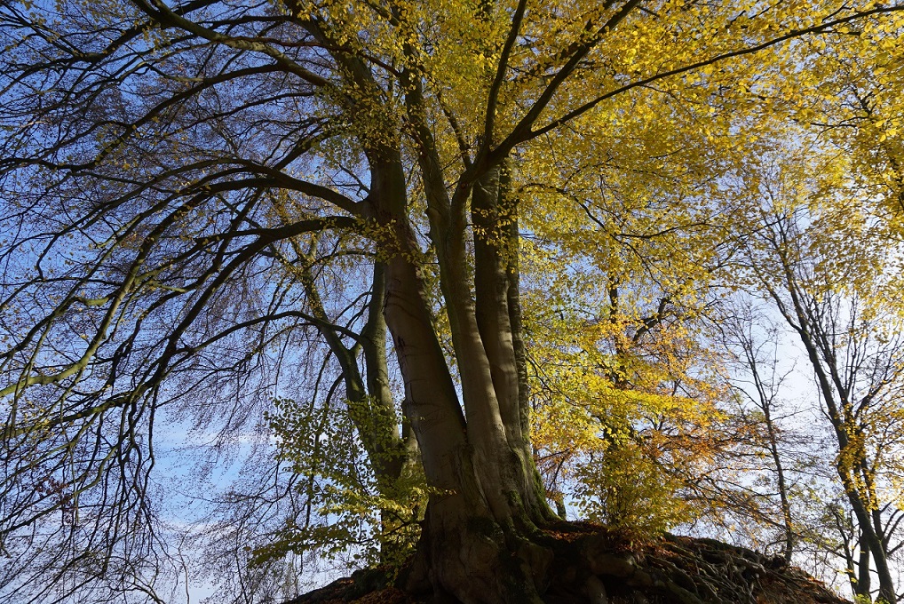 Herbstbild